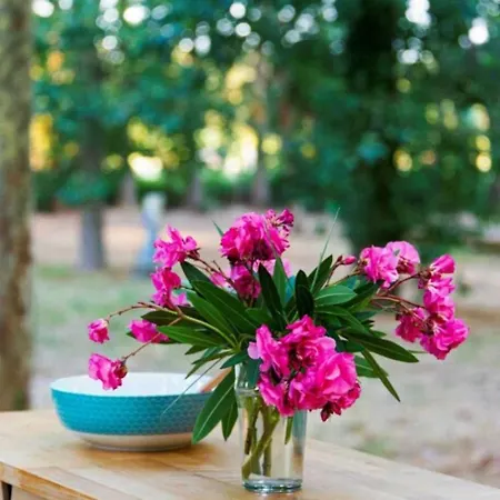 - Ccbbgaf Ghisonaccia